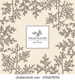 Background with thuja plicata: branch of thuja plicata with thuja cone. Cosmetics and medical plant. Vector hand drawn illustration.