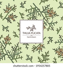 Background with thuja plicata: branch of thuja plicata with thuja cone. Cosmetics and medical plant. Vector hand drawn illustration.