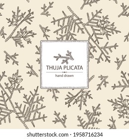 Background with thuja plicata: branch of thuja plicata with thuja cone. Cosmetics and medical plant. Vector hand drawn illustration.
