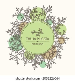 Background with thuja plicata: branch of thuja plicata with thuja cone. Cosmetics and medical plant. Vector hand drawn illustration.