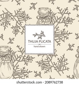Antecedentes de thuja plicata: rama de thuja plicata con cono de thuja y botella de aceite esencial de thuja plicata. Cosmética, perfumería y planta médica. Ilustración de vectores dibujada a mano
