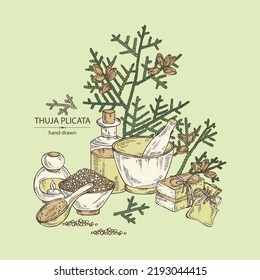 Background with thuja plicata: branch of thuja plicata with thuja cone. Oil, soap and bath salt . Cosmetics and medical plant. Vector hand drawn illustration