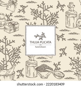 Background with thuja plicata: branch of thuja plicata with thuja cone. Oil, soap and bath salt . Cosmetics and medical plant. Vector hand drawn illustration