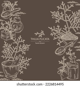 Background with thuja plicata: branch of thuja plicata with thuja cone. Oil, soap and bath salt . Cosmetics and medical plant. Vector hand drawn illustration