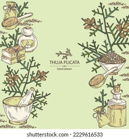 Background with thuja plicata: branch of thuja plicata with thuja cone. Oil, soap and bath salt . Cosmetics and medical plant. Vector hand drawn illustration