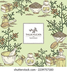 Background with thuja plicata: branch of thuja plicata with thuja cone. Oil, soap and bath salt . Cosmetics and medical plant. Vector hand drawn illustration