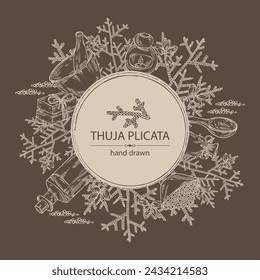 Background with thuja plicata: branch of thuja plicata with thuja cone. Oil, soap and bath salt . Cosmetics and medical plant. Vector hand drawn illustration
