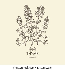 Background with of thyme: leaves and flowers of thyme. Vector hand drawn illustration.