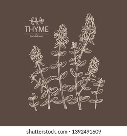 Background with of thyme: leaves and flowers of thyme. Vector hand drawn illustration.