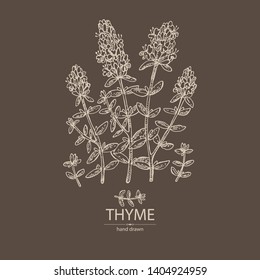 Background with of thyme: leaves and flowers of thyme. Vector hand drawn illustration. 