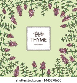 Background with of thyme: leaves and flowers of thyme. Vector hand drawn illustration.