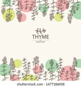 Background with of thyme: leaves and flowers of thyme. Vector hand drawn illustration.