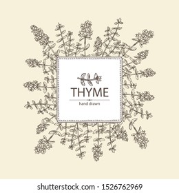 Background with of thyme: leaves and flowers of thyme. Vector hand drawn illustration.