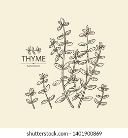 Background with of thyme: leaves and plant of thyme. Vector hand drawn illustration. 