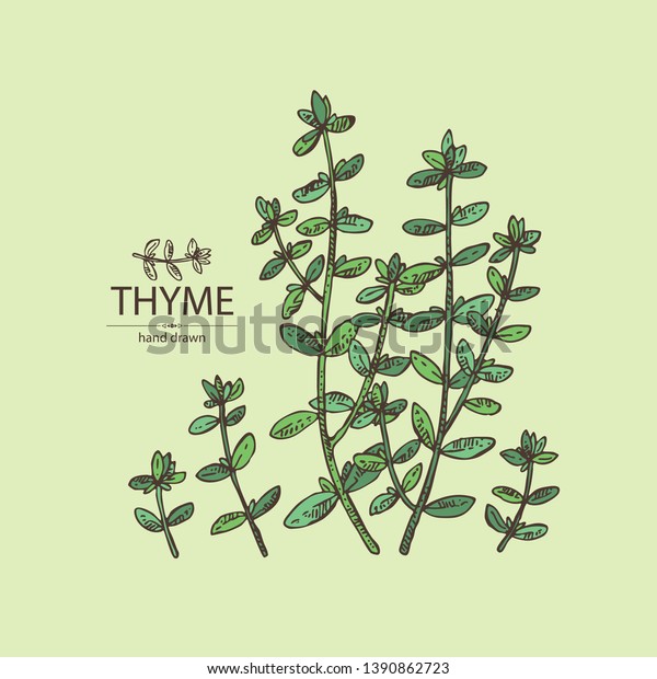 Background Thyme Leaves Thyme Plant Vector Stock Vector Royalty Free 1390862723