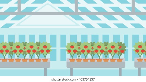 Background of tomatoes in the greenhouse.