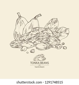 Background with tonka beans: tonka fruit, beans and leaves. Dipteryx odorata. Cosmetic, perfumery and medical plant. Vector hand drawn illustration 