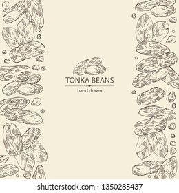 Background with tonka beans: tonka fruit, beans and leaves. Dipteryx odorata. Cosmetic, perfumery and medical plant. Vector hand drawn illustration