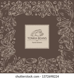 Background with tonka beans: tonka fruit, beans and leaves. Dipteryx odorata. Cosmetic, perfumery and medical plant. Vector hand drawn illustration