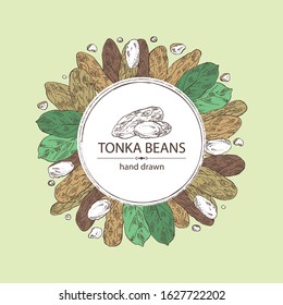 Background with tonka beans: tonka fruit, beans and leaves. Dipteryx odorata. Cosmetic, perfumery and medical plant. Vector hand drawn illustration
