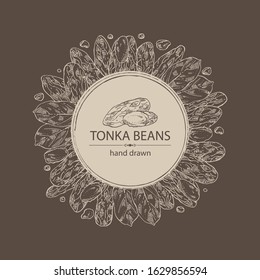 Background with tonka beans: tonka fruit, beans and leaves. Dipteryx odorata. Cosmetic, perfumery and medical plant. Vector hand drawn illustration