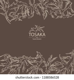 Background with tosaka: laminaria seaweed, sea kale. Edible seaweed. Vector hand drawn illustration.