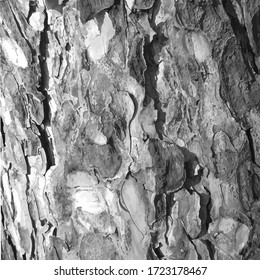 Background of tree bark  pine,grey color. Vector illustration.  For decorative use. Abstract textured effect. For posters, banners, web