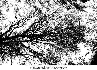 Background tree branches. Vector