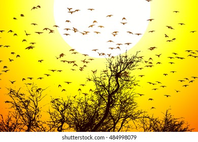 Background trees forest at sunset with birds. Vector