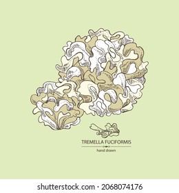 Background with tremella fuciformis: piece of mushroom, tremella fuciformis mushrooms. Vector hand drawn Mushroom illustrations