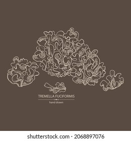 Background with tremella fuciformis: piece of mushroom, tremella fuciformis mushrooms. Vector hand drawn Mushroom illustrations