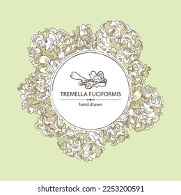 Background with tremella fuciformis: piece of mushroom, tremella fuciformis mushrooms. Vector hand drawn Mushroom illustrations