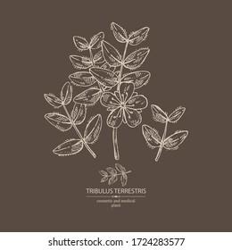 Antecedentes con tribulus terrestres: flores de tribulus terrestres, rama y hojas. Planta cosmética y médica. Ilustración dibujada a mano por vectores. 