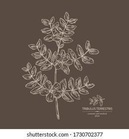 Hintergrund mit tribulären Terrestrien: Blumen von tribulus terrestris, Ast und Blättern. Kosmetische und medizinische Pflanze. Vector handgezeichnete Abbildung. 