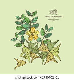 Hintergrund mit tribulären Terrestrien: Blumen von tribulus terrestris, Ast und Blättern. Kosmetische und medizinische Pflanze. Vector handgezeichnete Abbildung. 