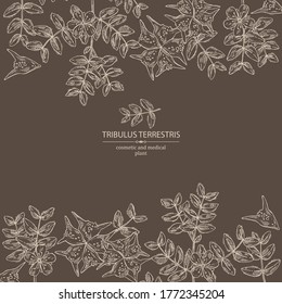 Hintergrund mit tribulusem terrestrischem Hintergrund: Blumen von tribulus terrestris, Ast und Blättern. Kosmetische und medizinische Pflanze. Vektorgrafik, handgezeichnet. 