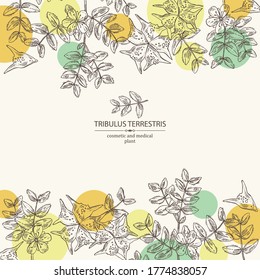 Hintergrund mit tribulusem terrestrischem Hintergrund: Blumen von tribulus terrestris, Ast und Blättern. Kosmetische und medizinische Pflanze. Vektorgrafik, handgezeichnet. 