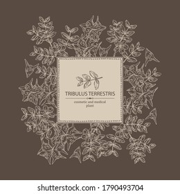 Hintergrund mit tribulusem terrestrischem Hintergrund: Blumen von tribulus terrestris, Ast und Blättern. Kosmetische und medizinische Pflanze. Vektorgrafik, handgezeichnet. 