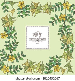 Hintergrund mit tribulusem terrestrischem Hintergrund: Blumen von tribulus terrestris, Ast und Blättern. Kosmetische und medizinische Pflanze. Vektorgrafik, handgezeichnet. 