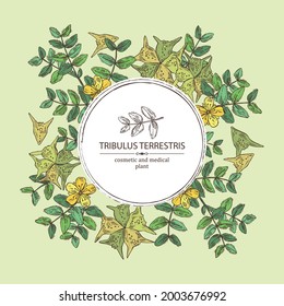 Hintergrund mit tribulusem terrestrischem Hintergrund: Blumen von tribulus terrestris, Ast und Blättern. Kosmetische und medizinische Pflanze. Vektorgrafik, handgezeichnet. 