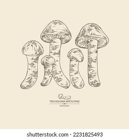 Background with tricholoma matsutake: piece of matsutake, tricholoma matsutake mushrooms. Vector hand drawn mushroom illustrations