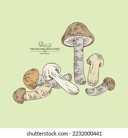 Background with tricholoma matsutake: piece of matsutake, tricholoma matsutake mushrooms. Vector hand drawn mushroom illustrations