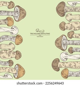 Background with tricholoma matsutake: piece of matsutake, tricholoma matsutake mushrooms. Vector hand drawn mushroom illustrations