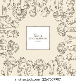 Background with tricholoma matsutake: piece of matsutake, tricholoma matsutake mushrooms. Vector hand drawn mushroom illustrations