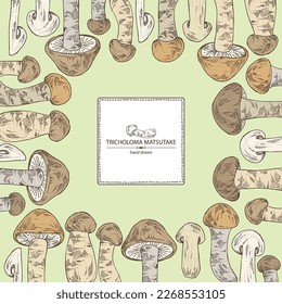 Background with tricholoma matsutake: piece of matsutake, tricholoma matsutake mushrooms. Vector hand drawn mushroom illustrations