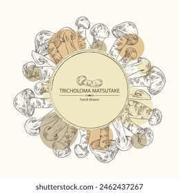 Background with tricholoma matsutake: piece of matsutake, tricholoma matsutake mushrooms. Vector hand drawn mushroom illustrations