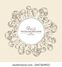 Background with tricholoma matsutake: piece of matsutake, tricholoma matsutake mushrooms. Vector hand drawn mushroom illustrations