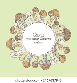 Background with tricholoma matsutake: piece of matsutake, tricholoma matsutake mushrooms. Vector hand drawn mushroom illustrations