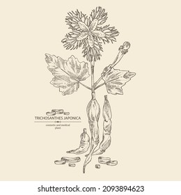 Background with trichosanthes japonica: leaves, flower, plan and trichosanthes japonica root. Trichosanthes kirilowii. Cosmetic, perfumery and medical plant. Vector hand drawn illustration.