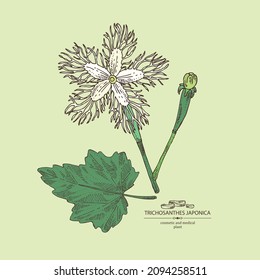 Background with trichosanthes japonica: leaves, flower, plan and trichosanthes japonica root. Trichosanthes kirilowii. Cosmetic, perfumery and medical plant. Vector hand drawn illustration.